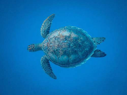 sea life turtle underwater reptile